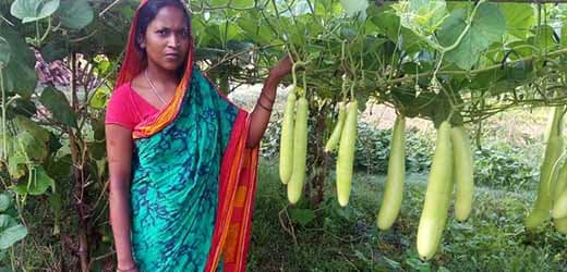 Nutri gardens during COVID-19
